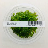 ADA 錫蘭小圓葉 Rotala ceylon IC439